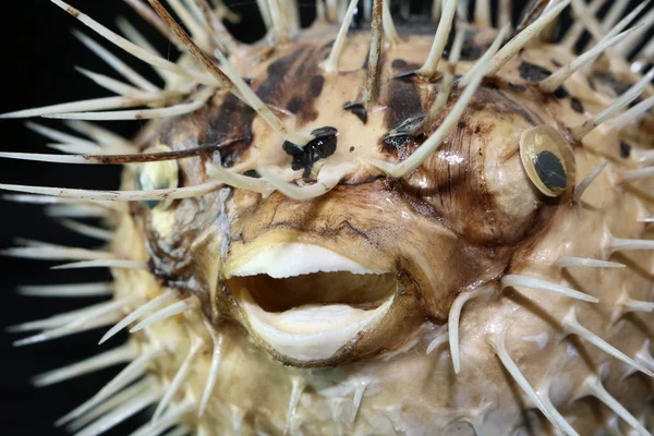 Puffer vissen op een zwarte achtergrond — Stockfoto