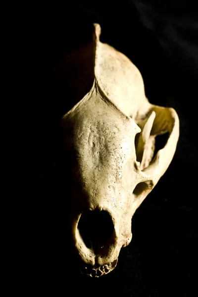 Борсук череп на білому фоні — стокове фото