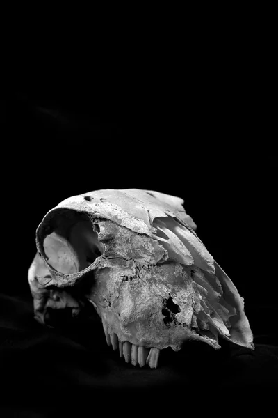 Sheep Skulls on a Black background — Stock Photo, Image