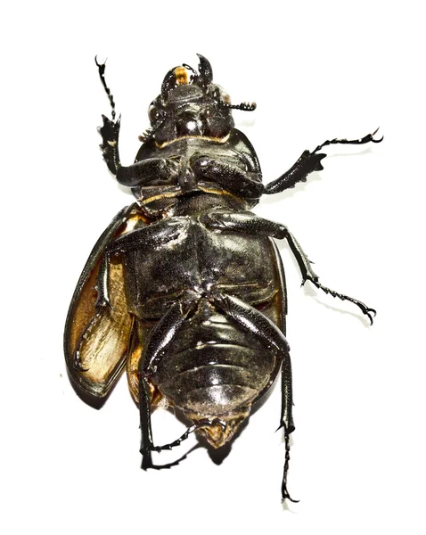 Inseto de Bug Cockchafer morto no fundo branco — Fotografia de Stock