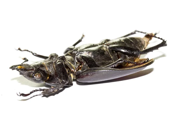 Inseto de Bug Cockchafer morto no fundo branco — Fotografia de Stock