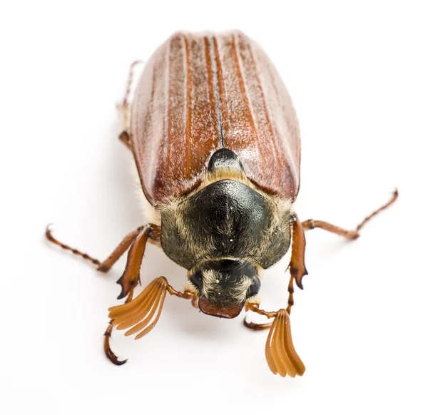 Maybug o Cockchafer isolato su sfondo bianco — Foto Stock