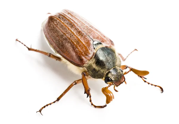 Maybug or Cockchafer Isolated on White Background — Stock Photo, Image