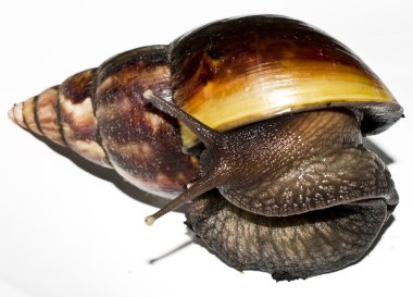 caracoles sobre un fondo blanco