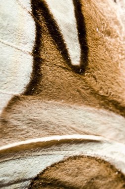 Beyaz arkaplanda izole edilmiş Kelebek