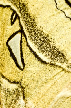 Beyaz arkaplanda izole edilmiş Kelebek