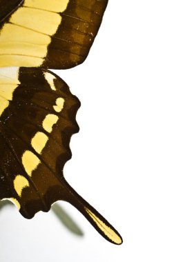 Beyaz arkaplanda izole edilmiş Kelebek