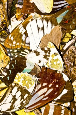 Beyaz arkaplanda izole edilmiş Kelebek