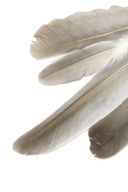 İzole kuş tüyleri