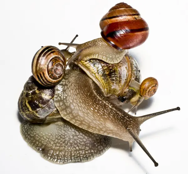 Caracóis em um fundo branco — Fotografia de Stock