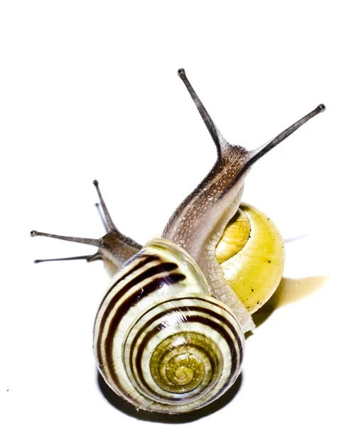 Schnecken auf weißem Hintergrund — Stockfoto