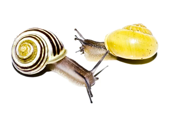 Caracóis em um fundo branco — Fotografia de Stock