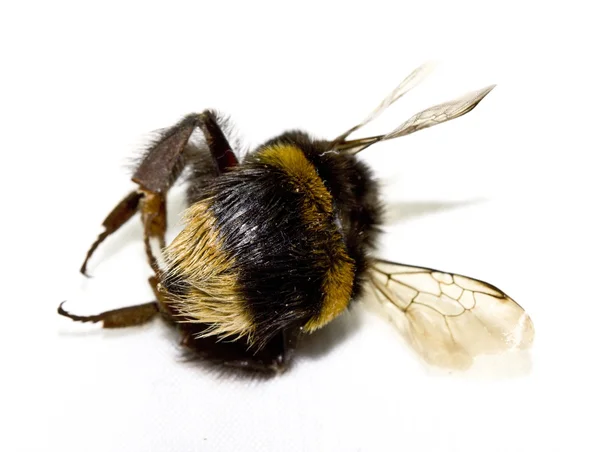 Magyar méh fehér háttér — Stock Fotó