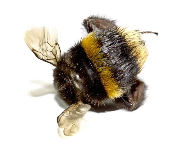 English Bumble Bee sur fond blanc — Photo