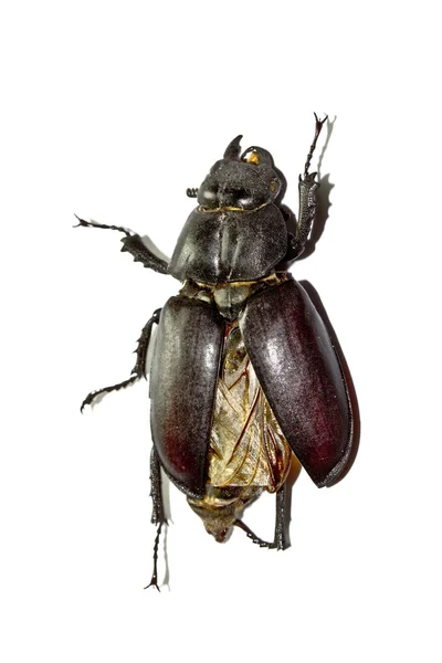 Maybug или Cockchafer изолированы на белом фоне — стоковое фото