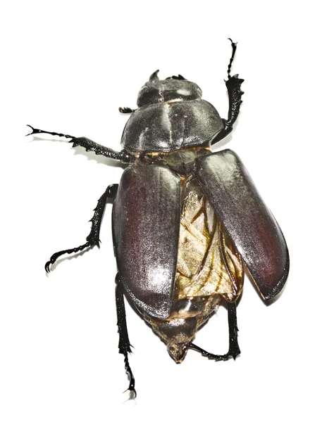 Maybug ou Cockchafer isolado em fundo branco — Fotografia de Stock