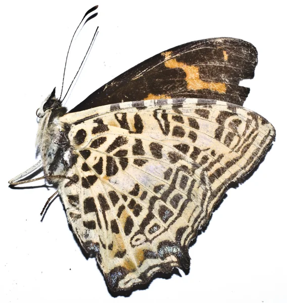 Beyaz arkaplanda izole edilmiş Kelebek — Stok fotoğraf