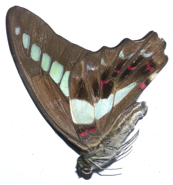 Beyaz arkaplanda izole edilmiş Kelebek — Stok fotoğraf