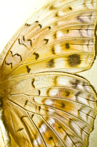 Borboleta isolada sobre fundo branco — Fotografia de Stock