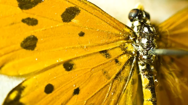 Geïsoleerde vlinder op witte achtergrond — Stockfoto