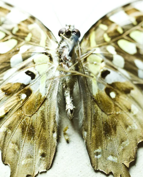 Mariposa aislada sobre fondo blanco — Foto de Stock