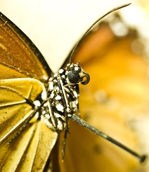 Papillon isolé sur fond blanc — Photo
