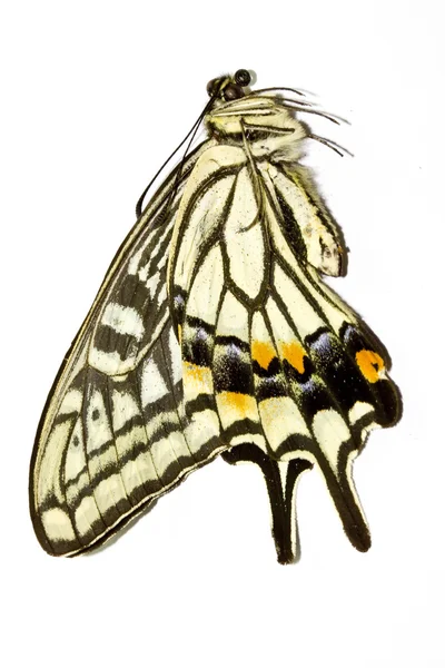 Ізольований метелик на білому тлі — стокове фото