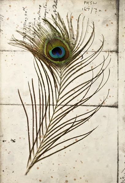 Peacock Feather and Antique Script Writing Abstract — Stock Photo, Image