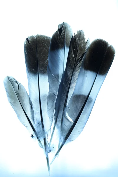 Plumas abstractas con fondo de tinte azul — Foto de Stock