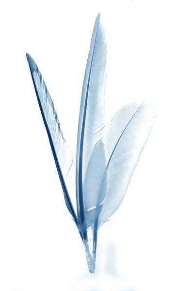 Abstracte veren met blauwe Tint achtergrond — Stockfoto
