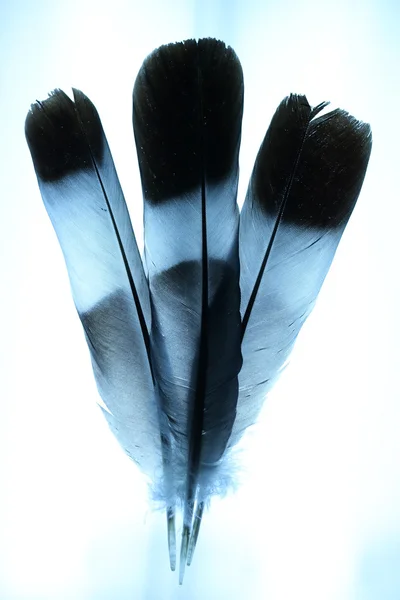 Plumas abstractas con fondo de tinte azul — Foto de Stock