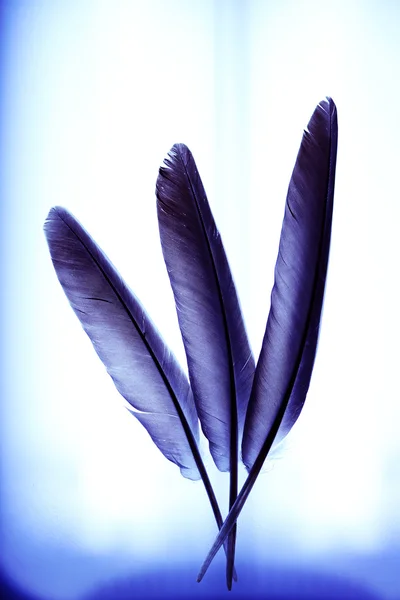 Plumas abstractas con fondo de tinte azul — Foto de Stock