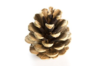 Çam kozalakları beyaz bir arka plan üzerinde