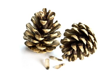 Çam kozalakları beyaz bir arka plan üzerinde