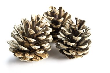 Çam kozalakları beyaz bir arka plan üzerinde