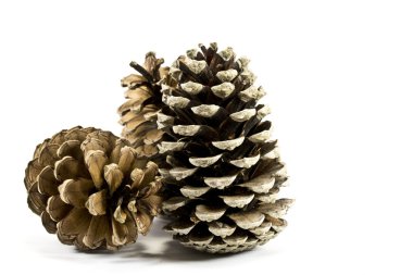 Çam kozalakları beyaz bir arka plan üzerinde