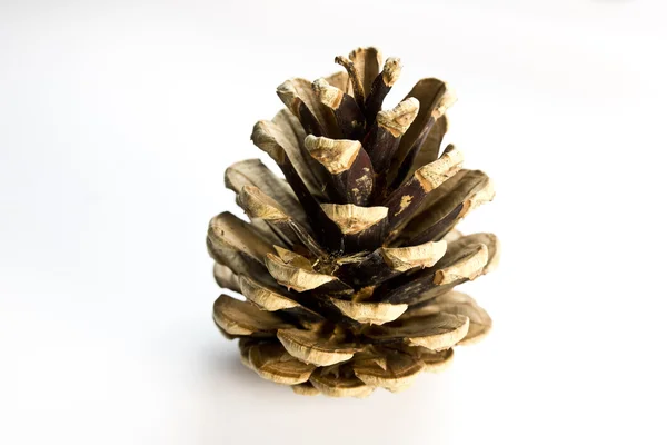 Pines Cones on a White Background Stock Image