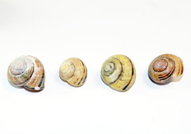 beyaz zemin üzerinde boş salyangoz kabukları