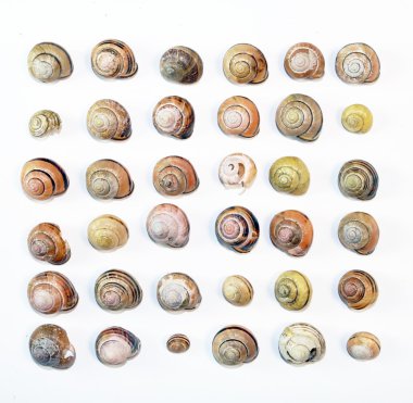 beyaz zemin üzerinde boş salyangoz kabukları