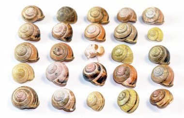 beyaz zemin üzerinde boş salyangoz kabukları