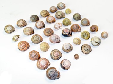 beyaz zemin üzerinde boş salyangoz kabukları