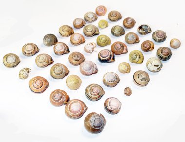 beyaz zemin üzerinde boş salyangoz kabukları