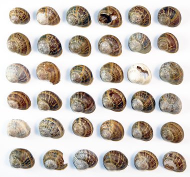 beyaz zemin üzerinde boş salyangoz kabukları