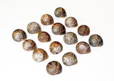 beyaz zemin üzerinde boş salyangoz kabukları