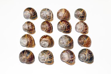 beyaz zemin üzerinde boş salyangoz kabukları