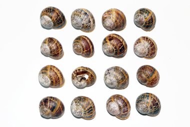 beyaz zemin üzerinde boş salyangoz kabukları