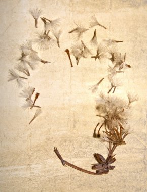 Krep kağıt arka plan üzerinde kuru çiçekler