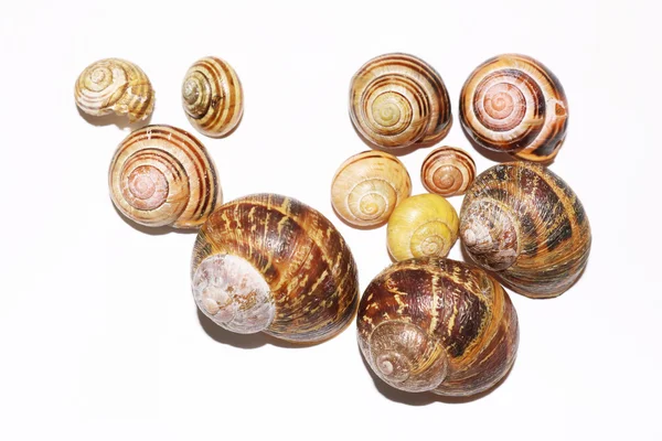Empty Snail Shells on White Background — Stock Photo, Image