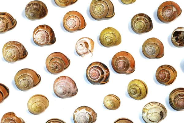 Empty Snail Shells on White Background — Stock Photo, Image