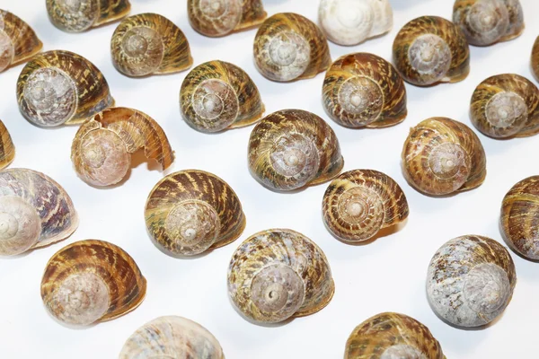 Empty Snail Shells on White Background — Stock Photo, Image